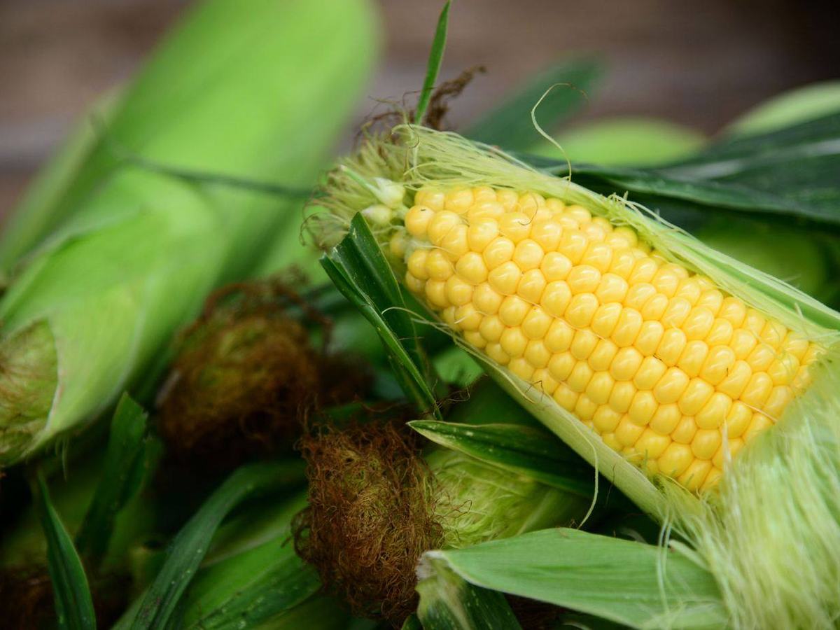 Fresh maize corn cob