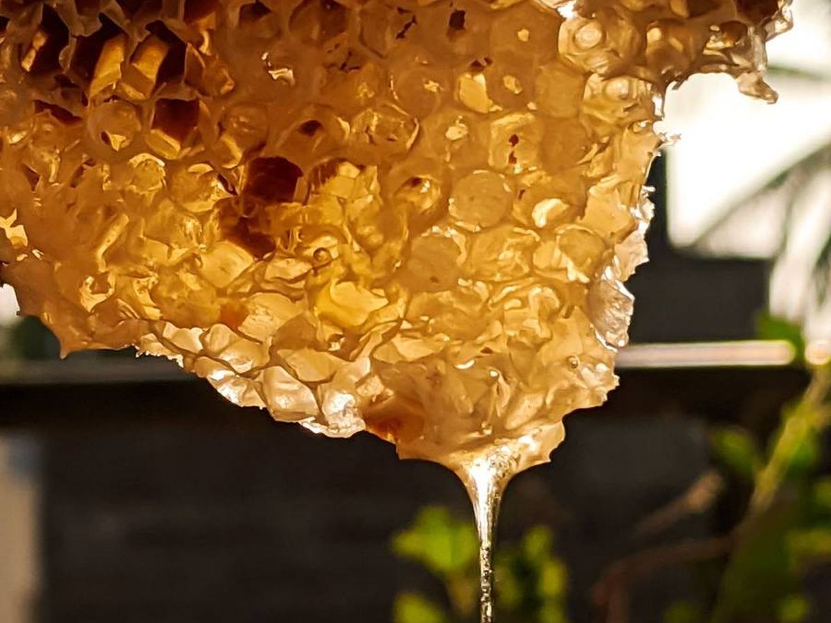 Natural honeycomb dripping with raw honey