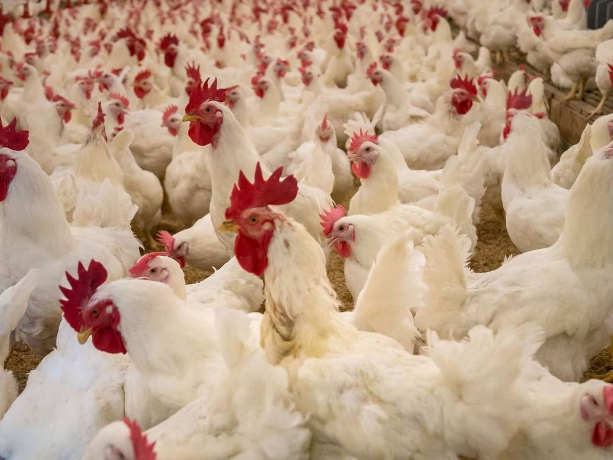 Poultry farm raising Halal chickens in Pakistan