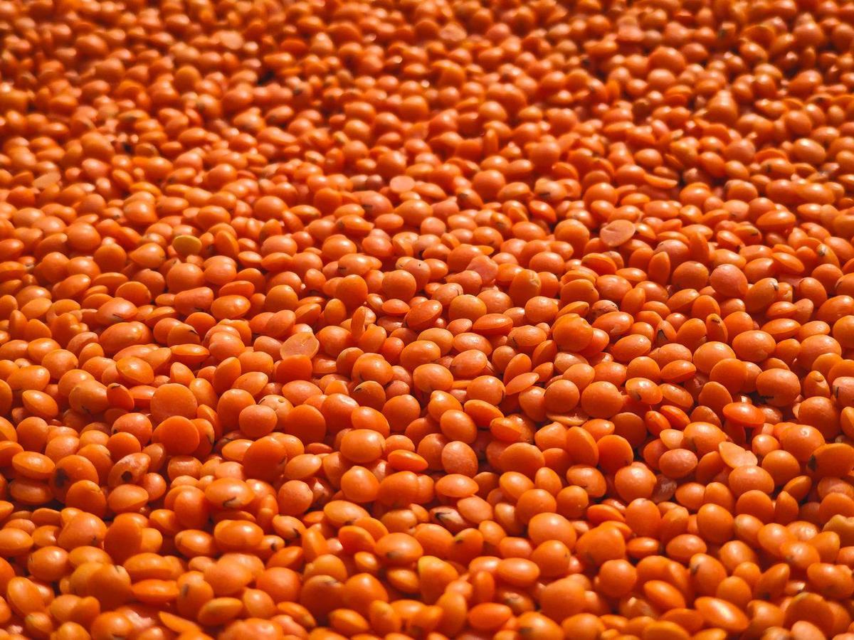 Red split lentils from Pakistan