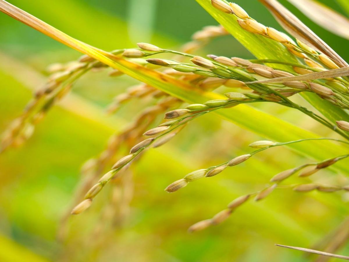 Rice paddy plant ready for harvest in Pakistan