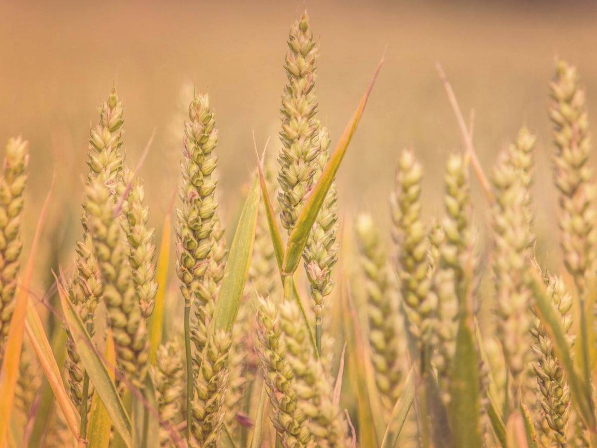 Golden wheat ears close up