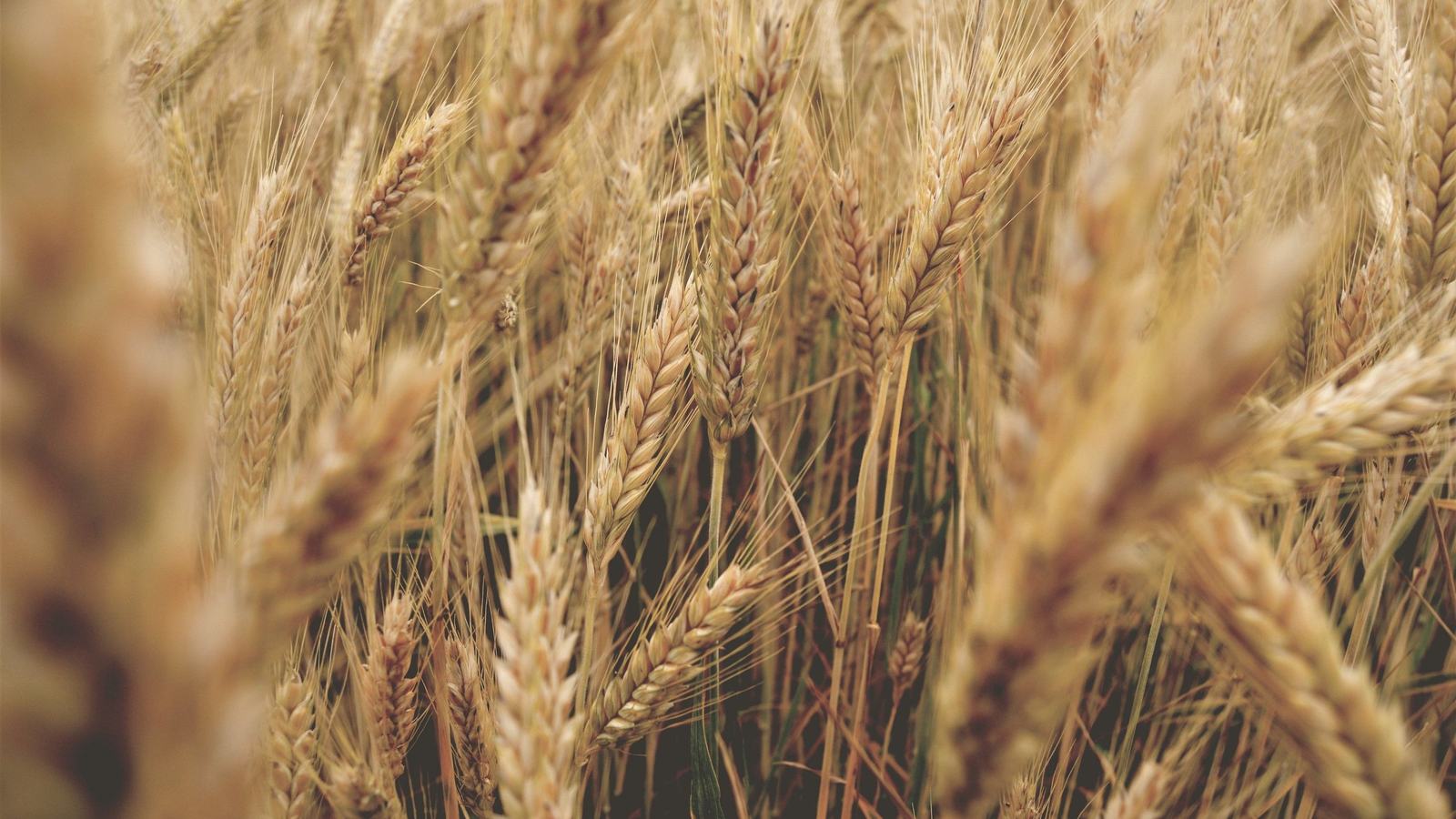 Wheat field in Punjab, Pakistan
