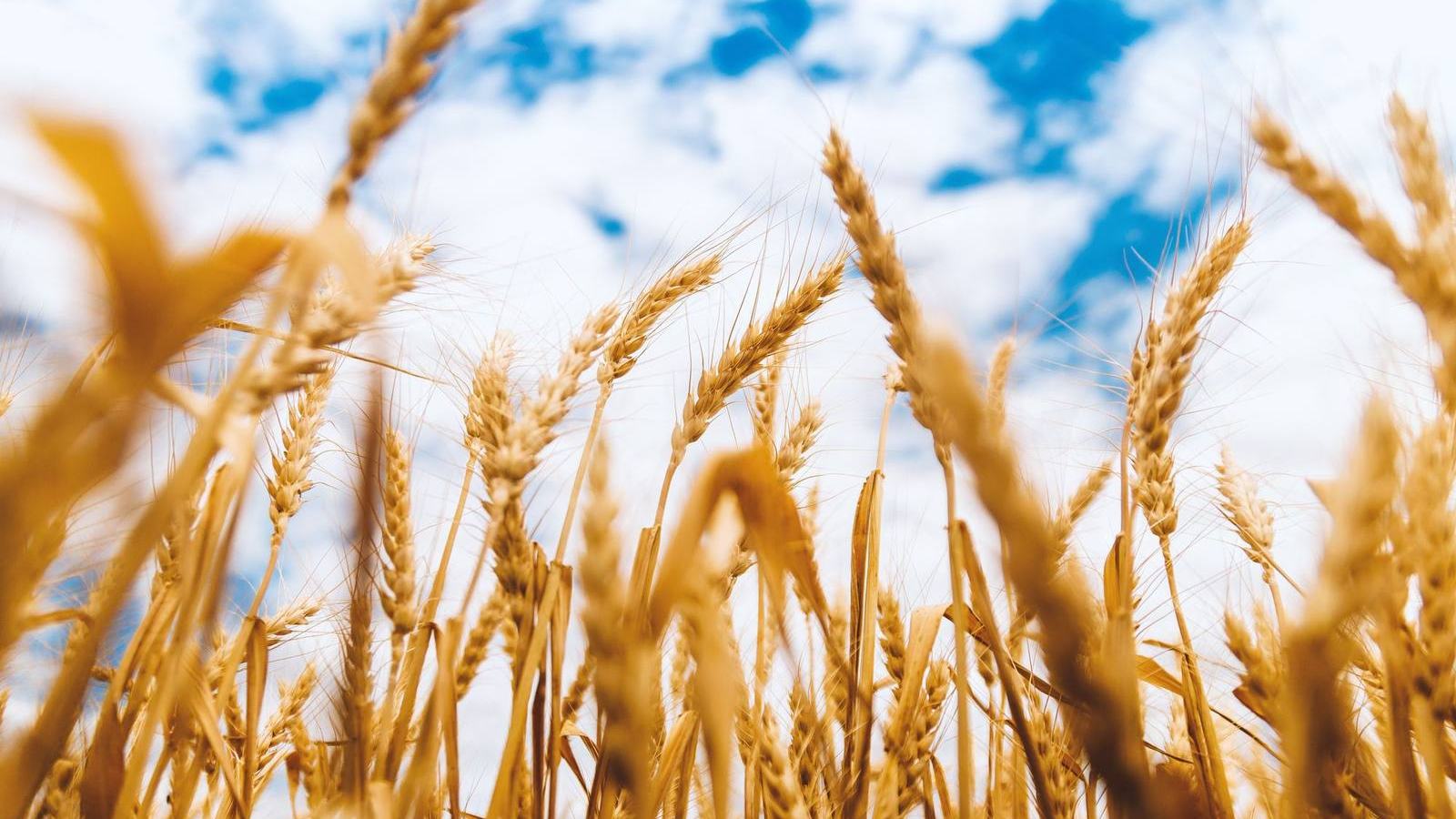 Golden wheat field under blue sky in Pakistan