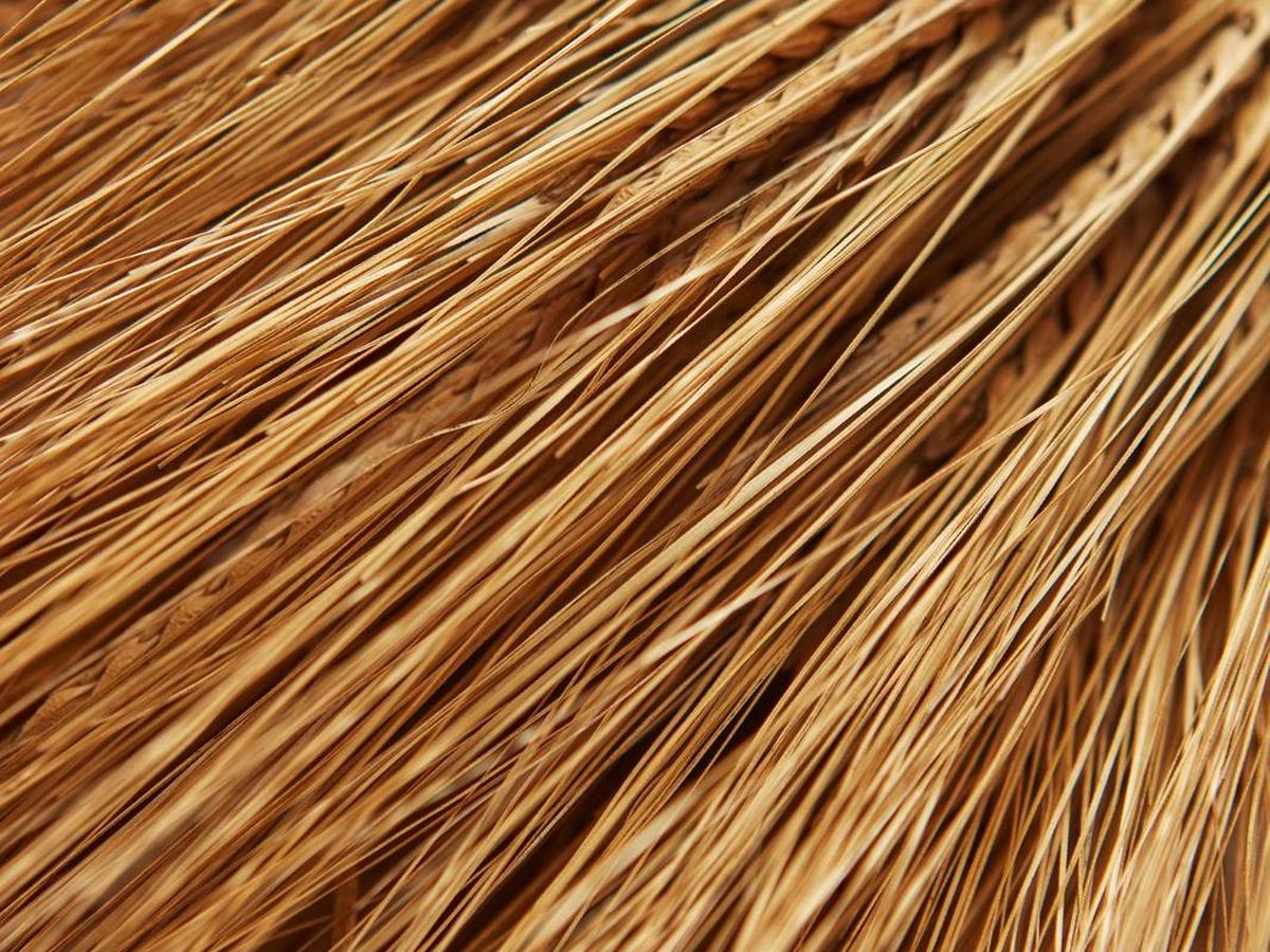 Wheat sheaf harvested in Pakistan