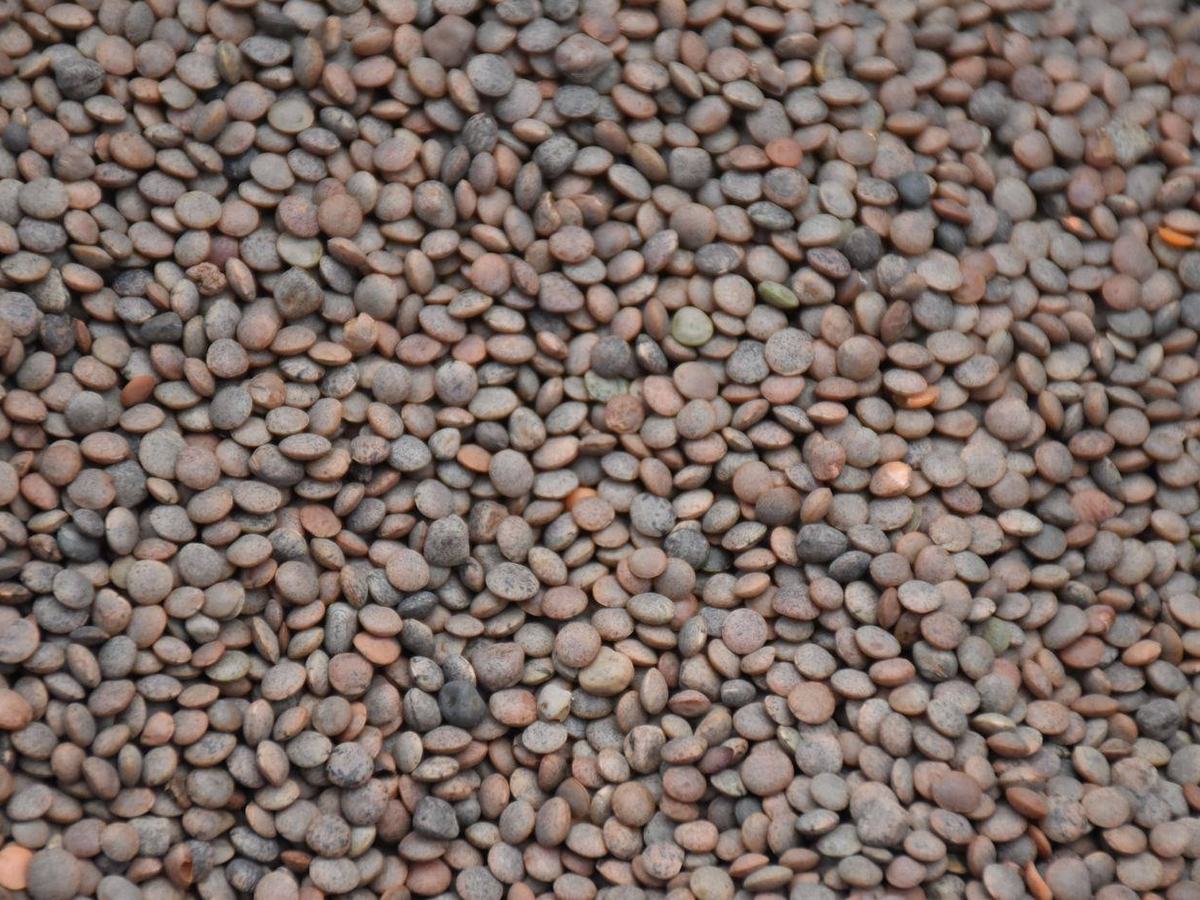 Whole brown lentils (masoor) from Pakistan